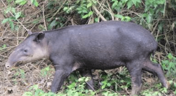 ¡Sorprendente! Captan tapir embarazada en Montes Azules, Chiapas