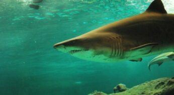 Cierran playas de Miami por ataques de tiburón