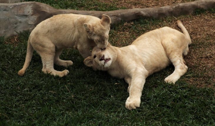 Dos bebés de león blancos en un zoológico de #Perú que nacieron en #México, y de ahí se llevaron al zoológico peruano co…