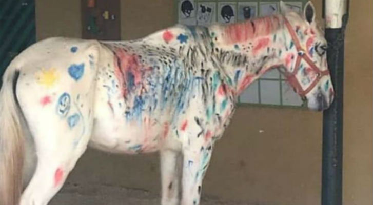 Escuela permitió que niños pintaran con plumones a un caballo blanco