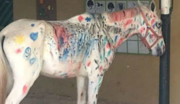 Escuela permitió que niños pintaran con plumones a un caballo blanco