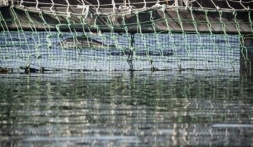 Fuga de salmones en Marine Harvest: Más de 2 millones de especímenes se han escapado en 8 años