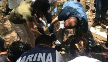 Investigan muerte de 15 manatíes en Tabasco