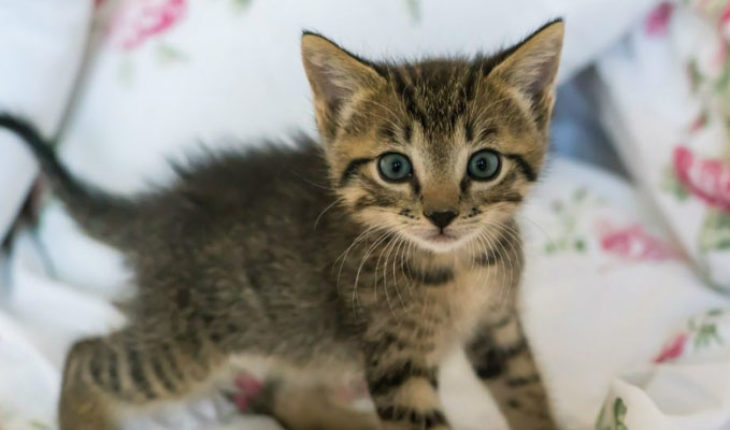 Mata a un gatito con un hacha y miles piden sea encarcelada en Rusia
