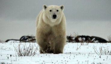Matan a un oso polar en Noruega