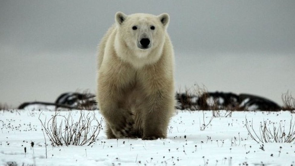 Matan a un oso polar en Noruega