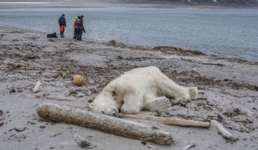 Mataron a oso polar cuando turistas visitaban el Ártico de Noruega