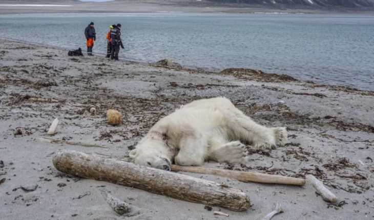 Mataron a oso polar cuando turistas visitaban el Ártico de Noruega
