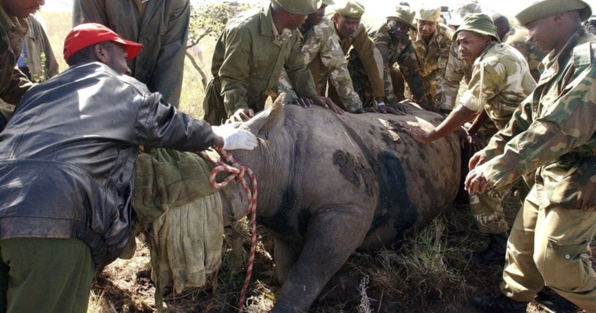 Muere el último rinoceronte negro en traslado fallido