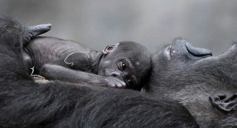 Nació ‘Ali’: un milagro para los gorilas al borde de la extinción