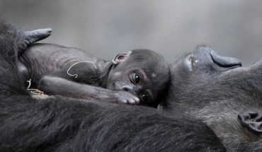 Nació ‘Ali’: un milagro para los gorilas al borde de la extinción