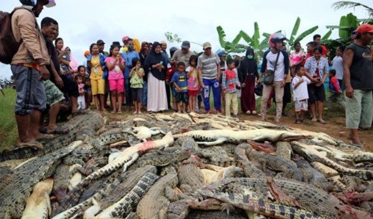 #Noticia desde #Cuba Masacre contra la naturaleza: Matan a cerca de 300 cocodrilos en Indonesia  #SomosContinuidad…