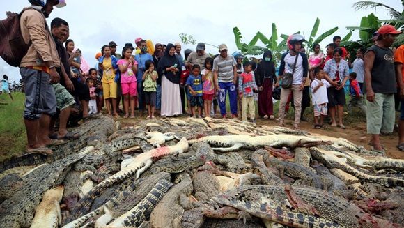#Noticia desde #Cuba Masacre contra la naturaleza: Matan a cerca de 300 cocodrilos en Indonesia #SomosContinuidad...