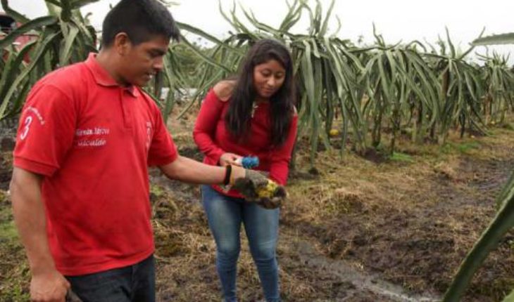 #Noticias #Ecuador 
Palora, la tierra de la pitahaya que va a Estados Unidos 
 …