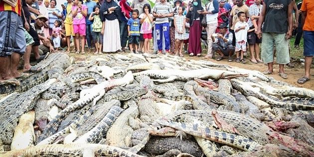 Para vengar la muerte de un hombre, vecinos matan casi 300 cocodrilos de un refugio