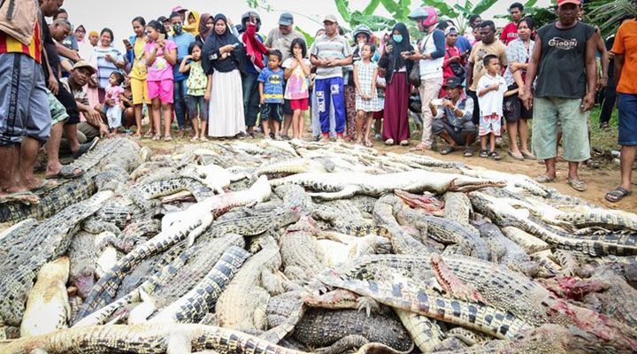 Por “venganza” multitud mata a 292 cocodrilos en Indonesia
