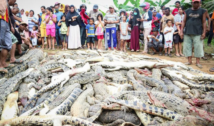 Por “venganza” multitud mata a 292 cocodrilos en Indonesia