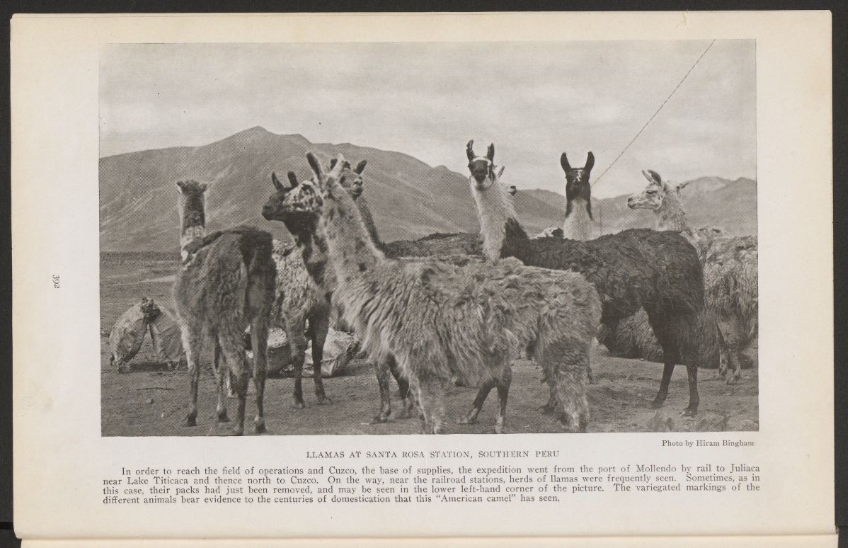 Spotted: 1st edition report of #MachuPicchu with maps + photos, incl. ones of llamas! Full report here: #llama #peru #...