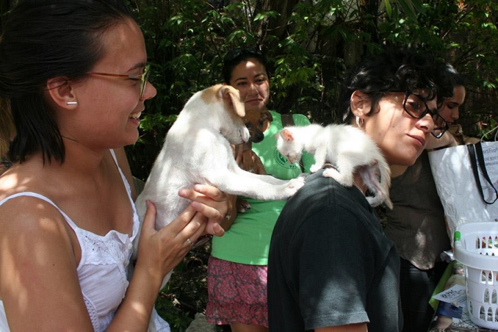 Un grupo de activistas pide que se reconozcan los derechos de los animales en la nueva Constitución. #Cuba ...