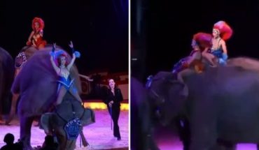 Video: un elefante cayó sobre el público de un circo en Alemania