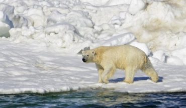 Ahora cazadores podrán matar más osos polares que antes