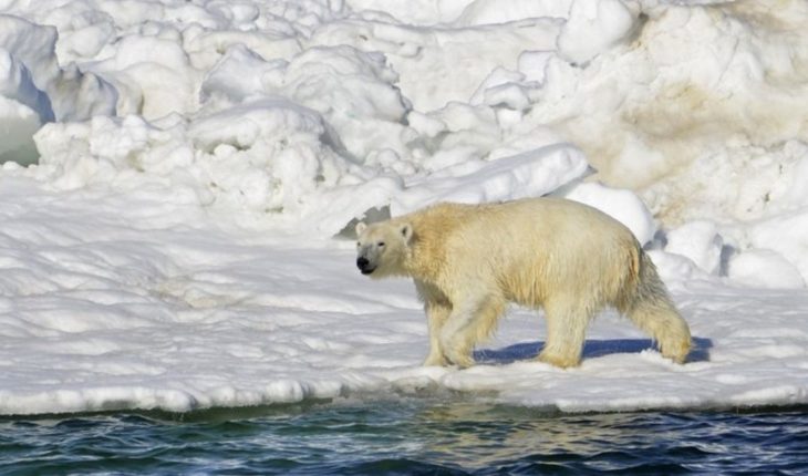 Ahora cazadores podrán matar más osos polares que antes