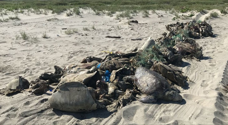 Al menos 500 tortugas golfinas fueron encontradas muertas atrapadas en una red en Oaxaca (Video)