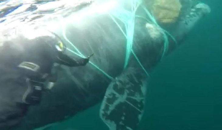 Armada rescató a ballena atrapada en red de pesca cerca de Puerto Williams