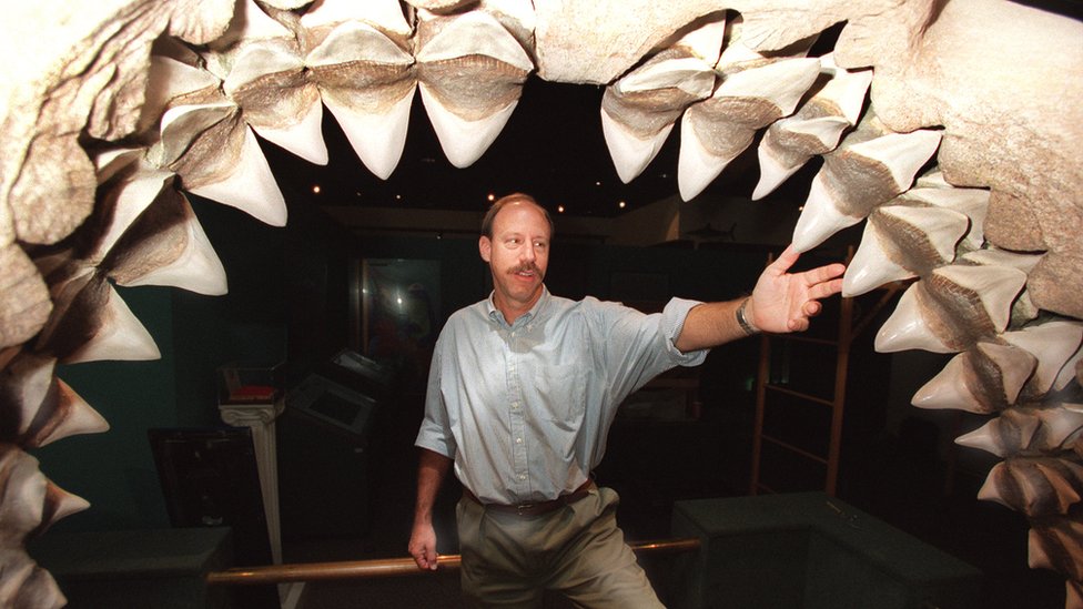 Cómo era el megalodón, el gigantesco tiburón traído al cine