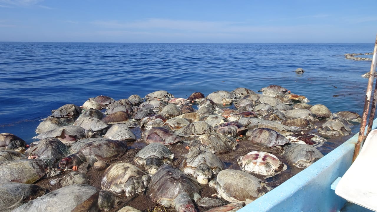 Cientos de tortugas mueren en redes atuneras en Oaxaca