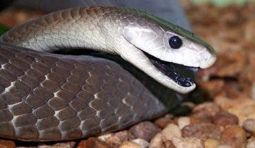 Científicos de la UNAM crean antiveneno contra mordeduras de serpiente