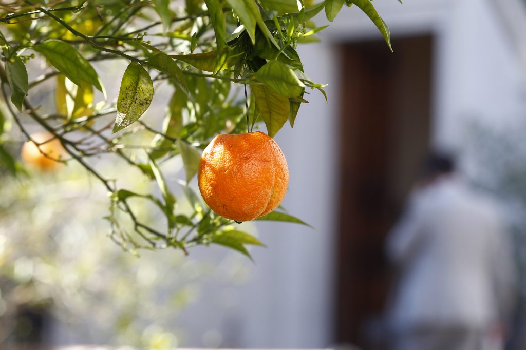 Colgaron naranjas para decorar árboles de La Moneda — Rock&Pop