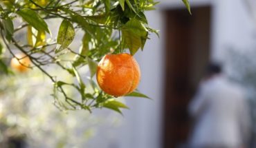 Colgaron naranjas para decorar árboles de La Moneda — Rock&Pop