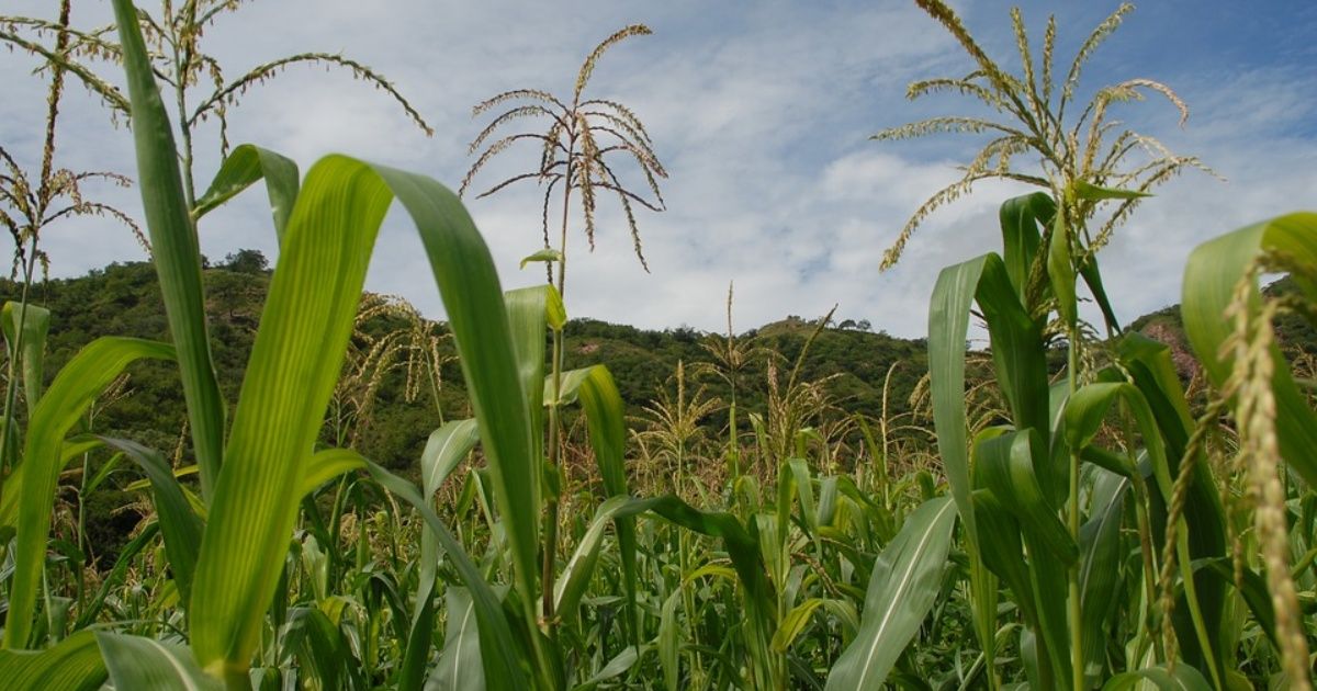 Descubren que maíz mexicano evita uso de fertilizantes