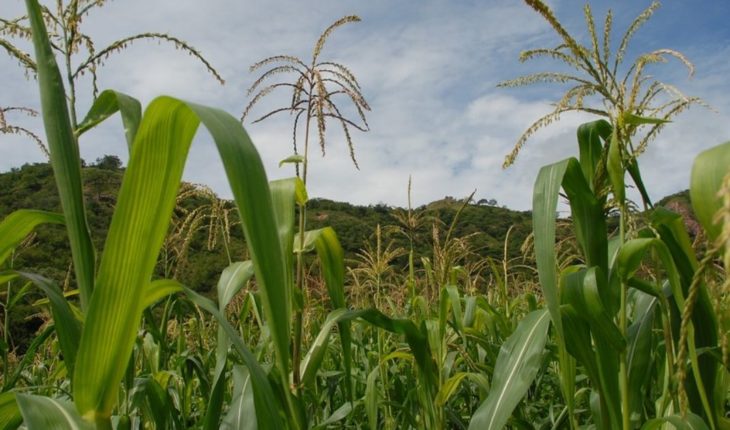 Descubren que maíz mexicano evita uso de fertilizantes