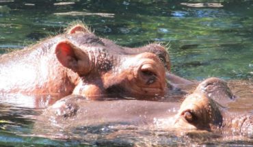 Dos personas murieron tras ser atacadas por hipopótamos en Kenia