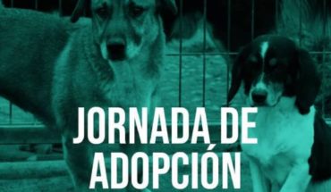 Día del Niño: Jornada de adopción de mascotas en Parque Bicentenario