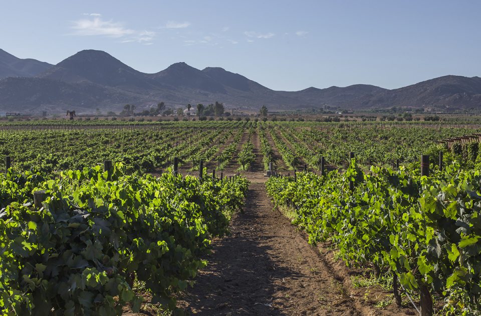 El apasionado lado indígena del vino bajacaliforniano