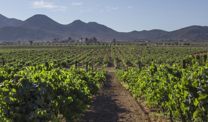 El apasionado lado indígena del vino bajacaliforniano