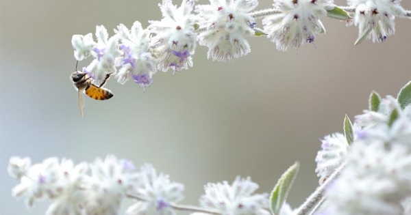 El polen de las flores sirve de herramienta científica para conocer el pasado