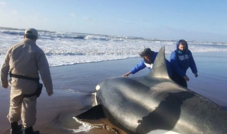 Emotivo rescate de una orca encallada en Punta Mogotes