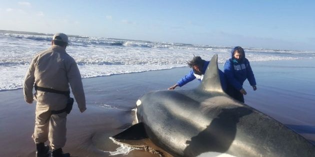 Emotivo rescate de una orca encallada en Punta Mogotes
