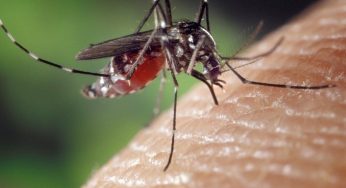 Expertos alertan sobre zika y más enfermedades por mosquitos