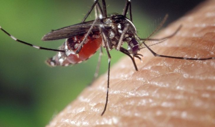 Expertos alertan sobre zika y más enfermedades por mosquitos