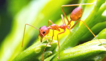La lección de las hormigas sobre el ocio