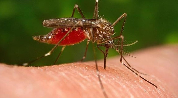 Método Wolbachia para control del dengue, zika y chikungunya