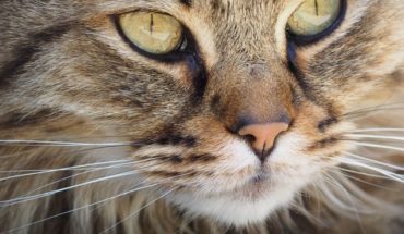 Mes de los gatos: Colegio Médico Veterinario llamó a cuidar a las mascotas para evitar sobrepoblación