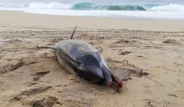 Muerte de delfín, presuntamente asfixiado por pañal en playa de Oaxaca, causa indignación en redes