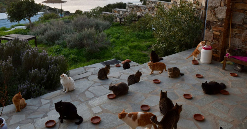 Ofrecen alojamiento, gastos comunes y 370 mil pesos por cuidar gatos en una isla
