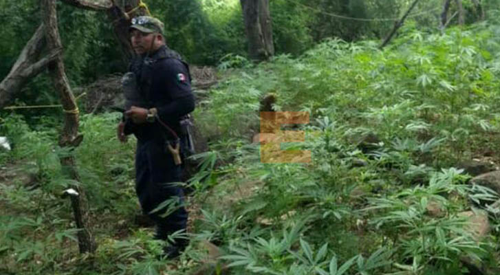 Policías aseguran 15 plantíos de marihuana en Jacona, Michoacán